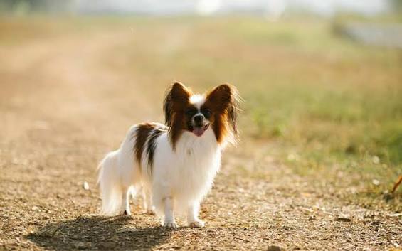 Dog Breed Guide: Papillon | Pets Best