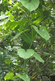 Image result for Dioscorea alata