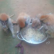 Marmoset monkeys male and female for sale these monkeys are home raised and trained around kids, very tame and friendly with people. Pet Baby Monkey For Sale Pet S Gallery
