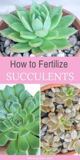 This ability allows the plants to thrive in dry conditions. Pin On Succulents