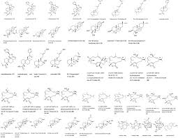 Image result for Croton madandensis