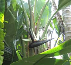 Image result for Strelitzia alba