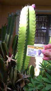 But why would a plant shed its photosynthesizing leaves in favor of spikey. Modified Leaf Of A Plant Cactus Ap Biology And The Summer Assignment