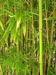 Smart Ideas For Outdoor Privacy And Backyard Retreats Bamboo Garden Outdoor Privacy Bamboo Plants