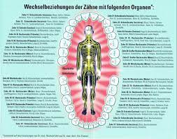 Zahn Organ Beziehung Ganzheitliche Zahnarztpraxis Dr Heike Kretschmar