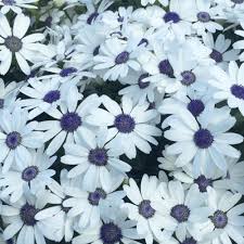 Senetti 23Cm – Windyridge Garden Centre