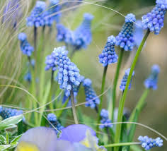 Veronica 'Shirley Blue'