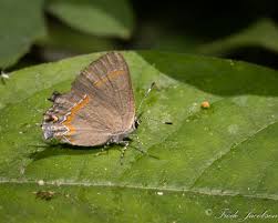 Image result for Erythrococca atrovirens