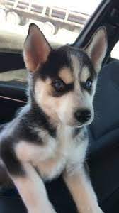Siberian Husky Puppy For Sale In Dallas Tx Adn 33294 On Puppyfinder Com Gender Female Age 7 Weeks Old Husky Puppies For Sale Husky Puppy Puppies