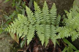 Image result for Microlepia speluncae