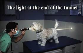 Funny Photo With Caption Dog The Light At The End Of The Tunnel In 2020 Dog Quotes Funny Funny Memes Funny