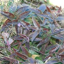 Image result for Monsonia burkeana