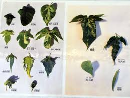 広島市植物公園ブログ これも朝顔 あれも朝顔 変化朝顔展 9 2