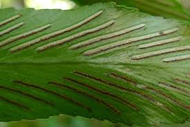 Image result for Aspleniaceae