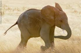 Maybe you would like to learn more about one of these? Cute Baby Elephants Born To Be Wild Photos Peta