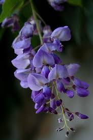 Pin On Flowers