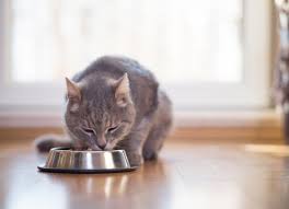 Though cats with kidney disease consume lots of water, it is in large part because their kidneys cannot retain it as efficiently as they used to. Kidney Diets For Cats What To Look For Petmd