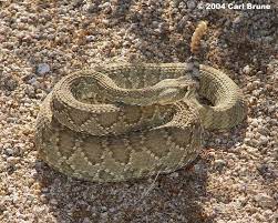 Mojave Rattlesnake Rattlesnake Snake Mojave Rattlesnake