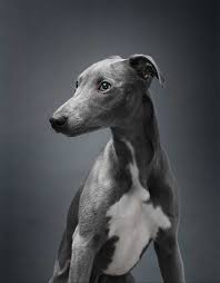 breeds of small dogs best small dog breeds italian greyhound dog breed standard grey hound dog greyhound dog breed italian greyhound dog