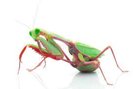 We did not find results for: Giant Rainforest Mantis Stock Image Image Of Praying 31166867