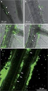 Image result for Rhizobium radiobacter, syn. Agrobacterium tumefaciens
