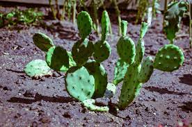 The prickly pear is opuntia: Prickly Pear Cactus Opuntia Uic Heritage Garden