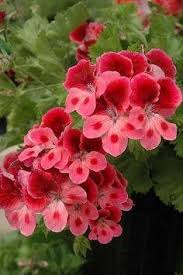 Pin By Nurdan Poyraz On Flowers Small Pink Flowers Geranium Plant Geraniums