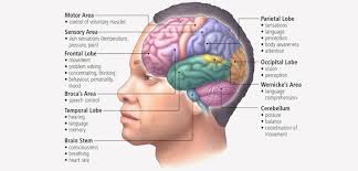 This system consists of all the neuron cell bodies and processes located outside the brain and spinal cord. Aqa Gcse Psychology Brain And Neuropsychology Revision Notes