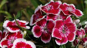 Image result for Dicliptera minor