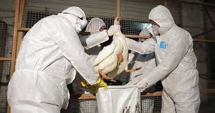 China bird flu virus may be more extensive: Cdc Concerned By H7n9 Bird Flu S Sudden Spread In China
