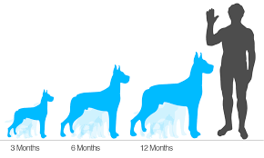 human height chart clipart images gallery for free download