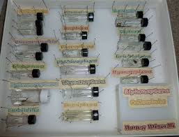 We did not find results for: Collecting Tips The Awkward Inbetween Steps Ask An Entomologist