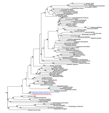 Image result for Peponium vogelii