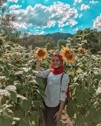 Kini, masa anda dapat dijimatkan lagi, tidak perlu travel … Ladang Bunga Matahari Di Perlis Kini Menjadi Destinasi Wajib Untuk Diterokai