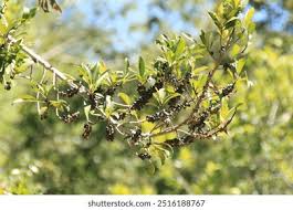 Image result for Myrsinaceae