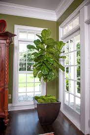 Fiddle Leaf Fig Full Size Ficus Lyrata Plants For Sale Online Interior Design Plants Ficus Lyrata Plant Sale