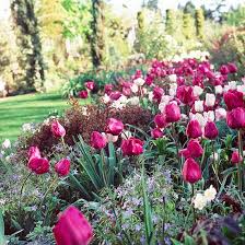 Watch the video explanation about care of bulbs after blooming online, article, story, explanation, suggestion, youtube. Your Ultimate Guide To Caring For Bulbs Better Homes Gardens