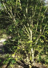 Image result for Belonophora coffeoides