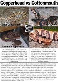 Southeastern Reptile Rescue Identifyasnake