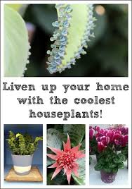 Indoor Plant Love The Coolest Houseplants For Your Home Indoor Plants Plants Orchid Plant Care