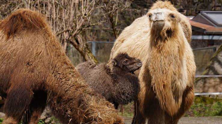Delu the baby Bactrian camel - Zoo Dresden