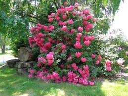 Butterfly bush pink delight (buddleja davidii 'pink delight'). Nature Rhododendron Woodland Tree Bush Red Pink By Bylightofmoon Pink Nature Rhododendron Flower Garden Design
