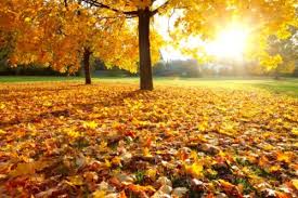 Here is a list of the 100 most common french words that we have curated to help you take your french skills to the next level. 10 Cool Colorful French Autumn Vocab Words