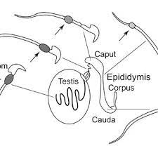 #cats of tumblr #cat drawing #painting #digital painting #digital art #cat art. Pdf The Role Of Estrogen In Testis And The Male Reproductive Tract A Review And Species Comparison