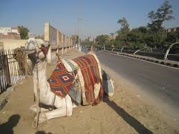 Does makes cooks takes 9 by the time. How To Negotiate A Camel Ride To The Great Pyramids