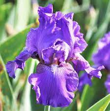 Allium Ampeloprasum Easy To Grow Bulbs Bearded Iris Bulb Flowers