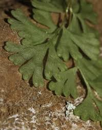 Image result for Samanea leptophylla