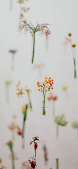 25440 Flower Aesthetic Android Iphone Desktop Hd Backgrounds Wallpapers 1080p 4k Hd Wallpapers Desktop Background Android Iphone 1080p 4k 1080x2339 2021