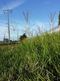 Image result for Cynodon