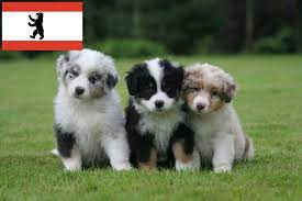 Australian shepards gehören zu den beliebtesten hunderassen in deutschland. Australian Shepherd Zuchter Und Welpen In Berlin Myaustralianshepherd De